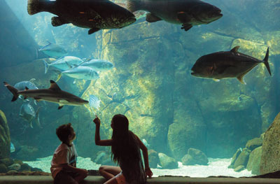 Children observe the Hunters on the Reef exhibit at the Waikiki Aquarium. Photo by Hawaii Tourism Authority (HTA)/Tor Johnson.