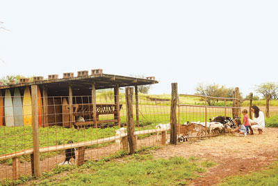 At Surfing Goat Dairy, children meet goats while on a farm tour. Photo by Hawaii Tourism Authority (HTA)/Daeja Fallas.