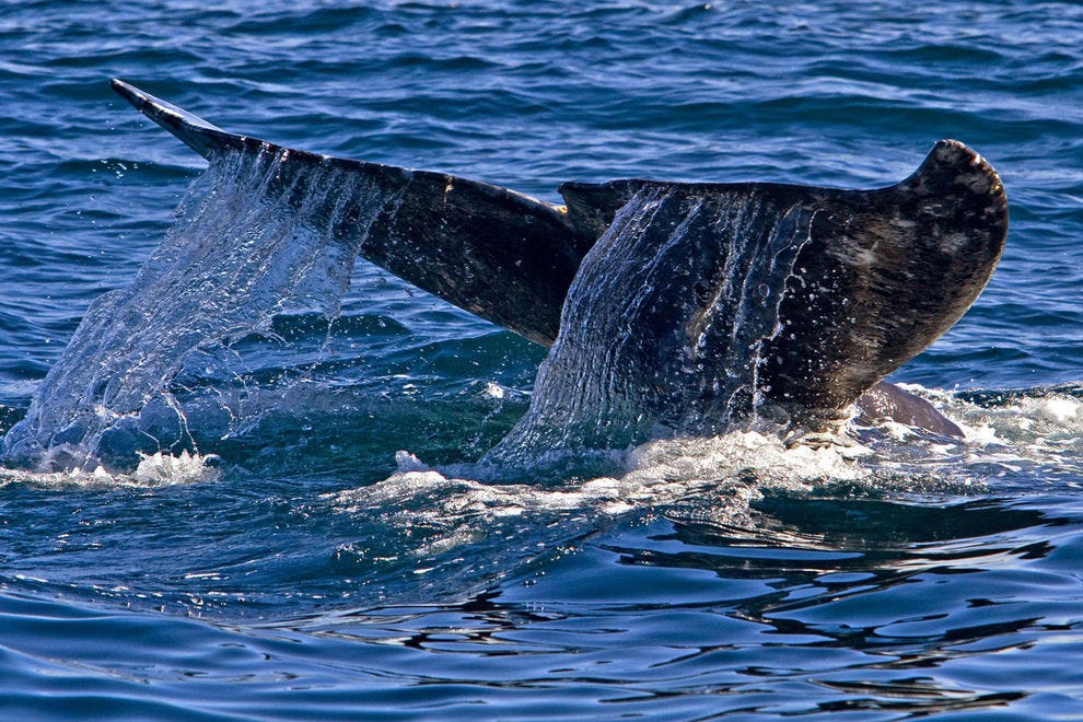 The San Diego coast is a prime spot for whale watching in winter months