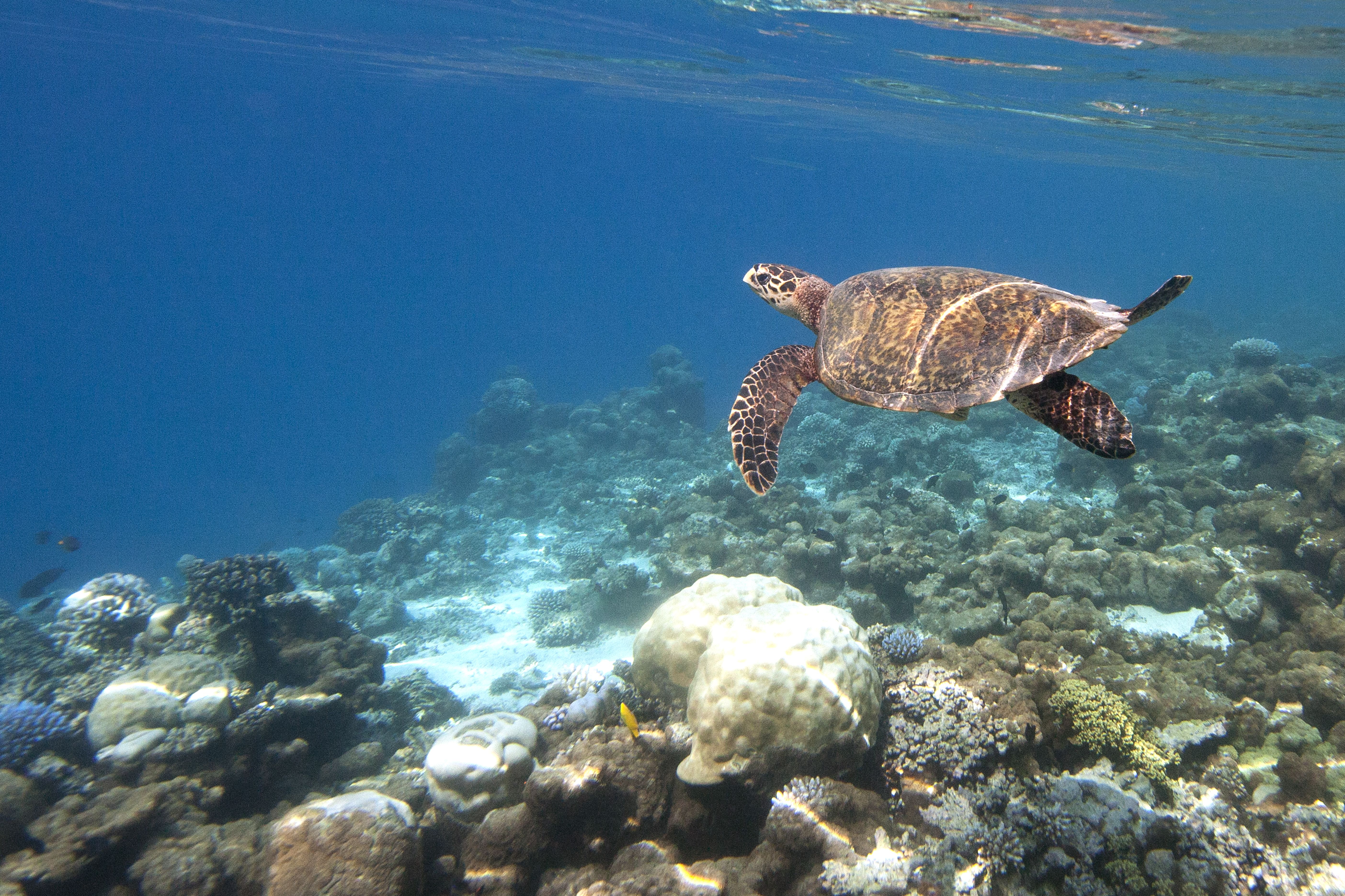 A sea turtle adventure.