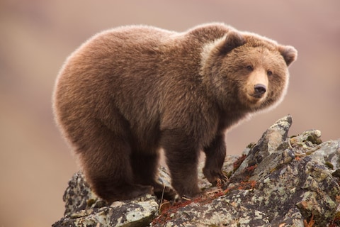 A Denali National Park resident