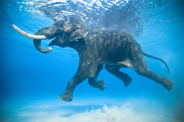 Jody MacDonald swimming elephant, Andaman Islands