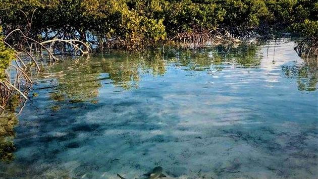 Baby Sharks in Turks and Caicos Mangroves