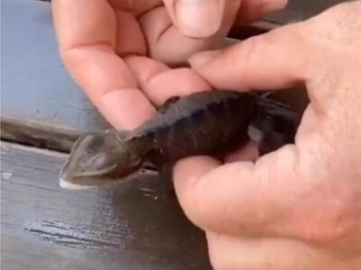 Lizard named ‘Lucky’ after being revived by firefighters using CPR