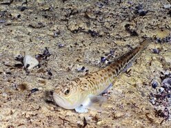 114 people stung by weaver fish on Jersey's beaches in 2019