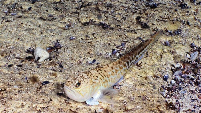 114 people stung by weaver fish on Jersey’s beaches in 2019 – Jersey Evening Post