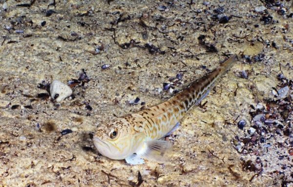 114 people stung by weaver fish on Jersey’s beaches in 2019 – Jersey Evening Post