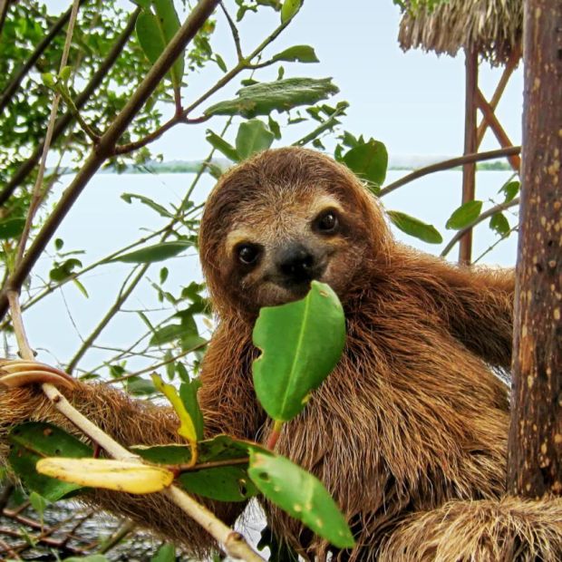 Cute baby three-toed sloth in the mangrove, Central America