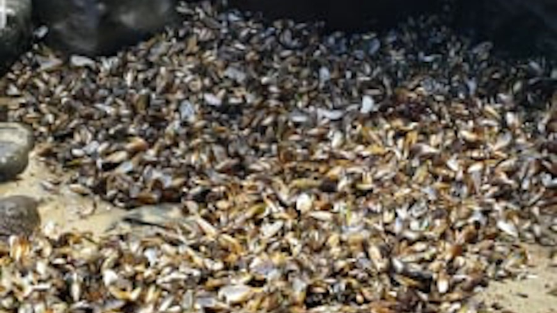 Bon Appétit: New Zealand surfers treated to a free feast of “moules-frites” as 500,000 mussels cooked to death on hot beach! – BeachGrit