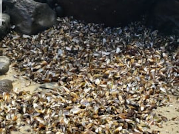 Bon Appétit: New Zealand surfers treated to a free feast of “moules-frites” as 500,000 mussels cooked to death on hot beach! – BeachGrit