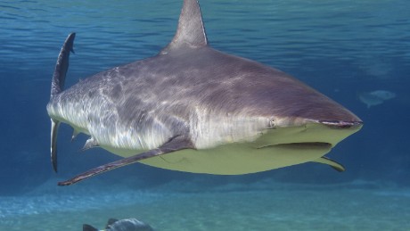 Florida is the shark attack capital of the world, again