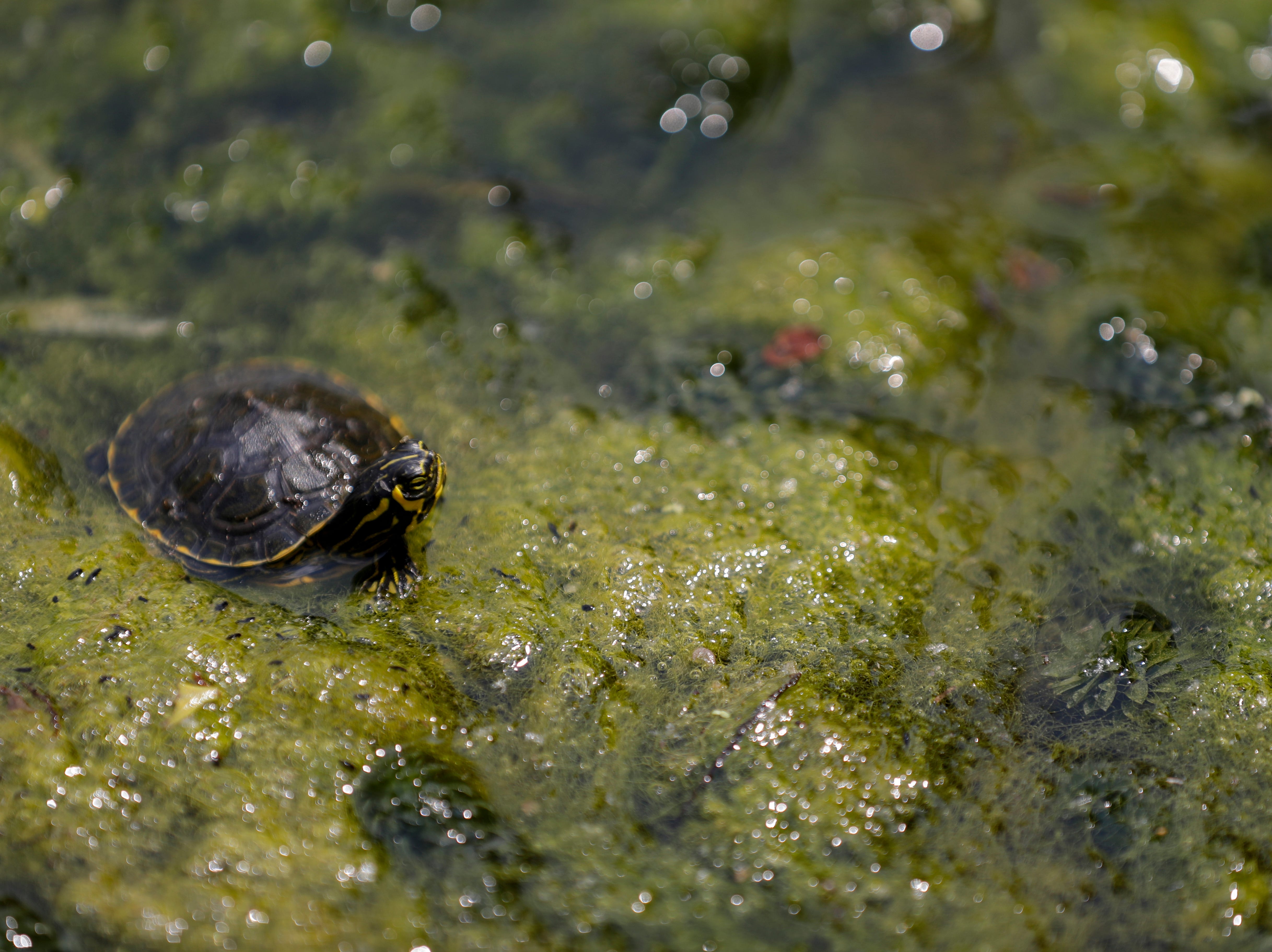 A turtle sunbathes in algae next to the boat docks at Wakulla Springs State Park.