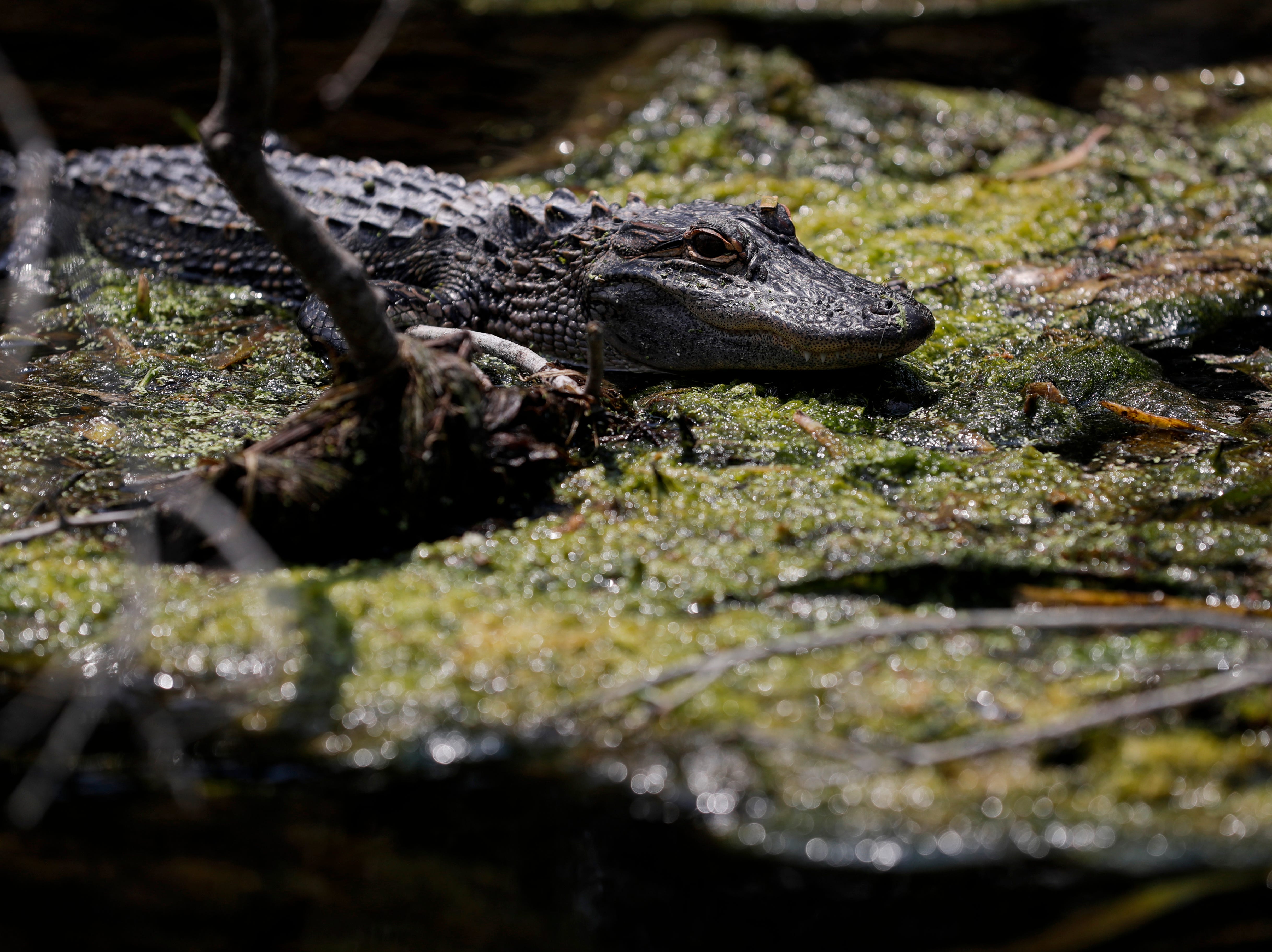 A young alligator sunbathes along the shores of the Wakulla Spring.