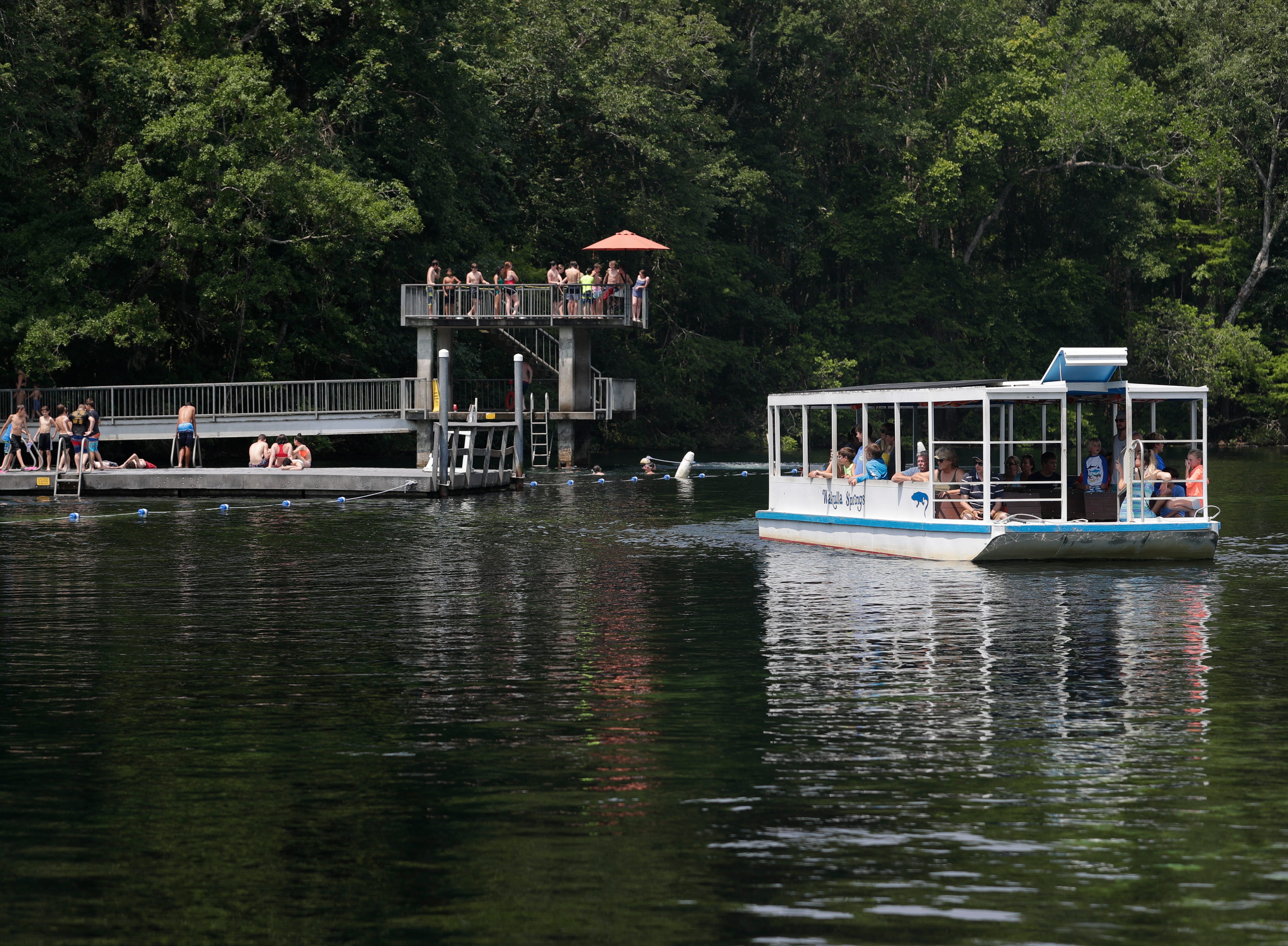 When school lets out for the summer, Wakulla Springs fills up with children and families looking to cool off. Swimming, diving and historic boat tours are popular activities at the state park. 