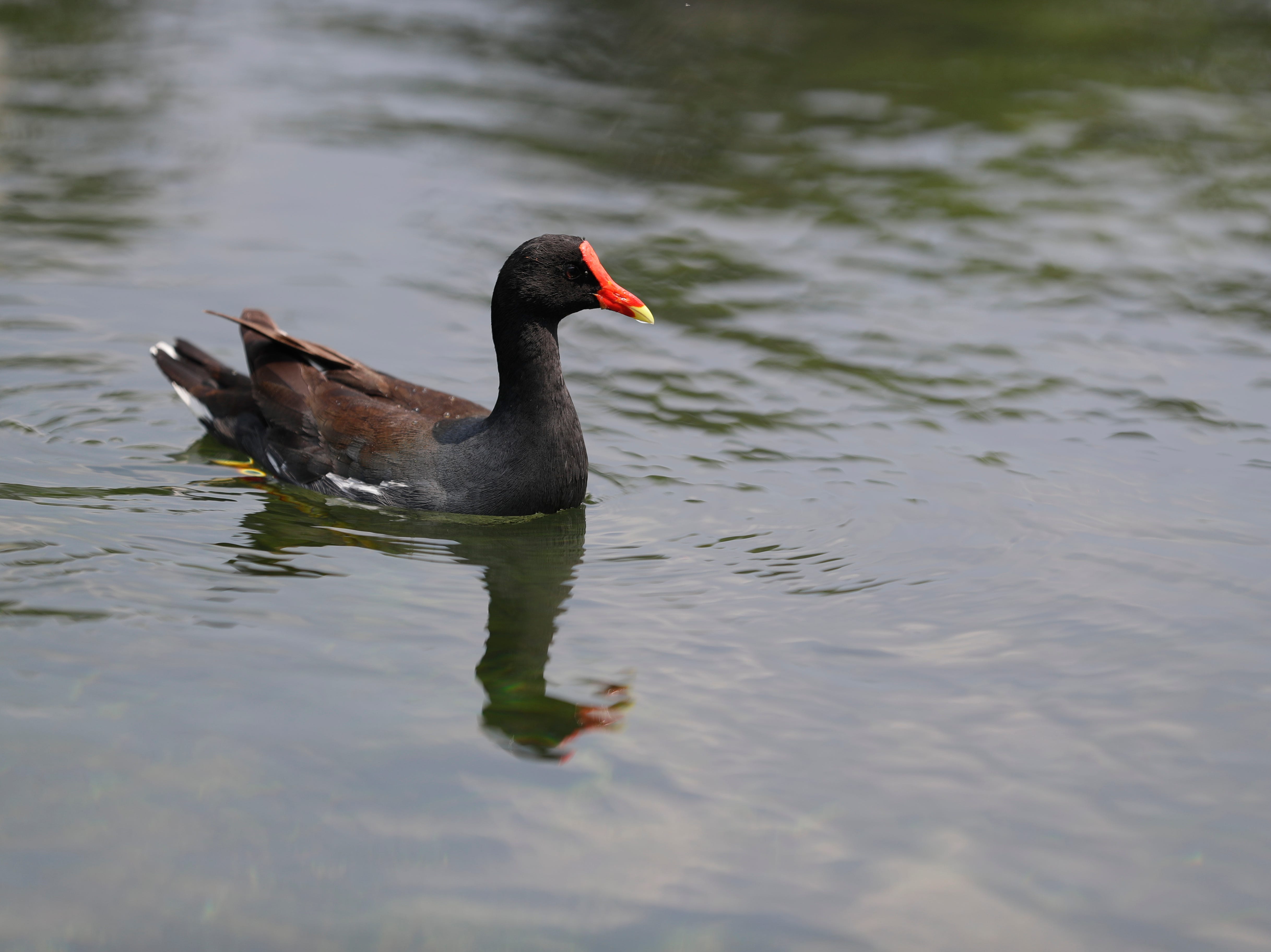 Common moorhens, also known as Gallinules, are frequently seen and heard at Wakulla Springs State Park. 