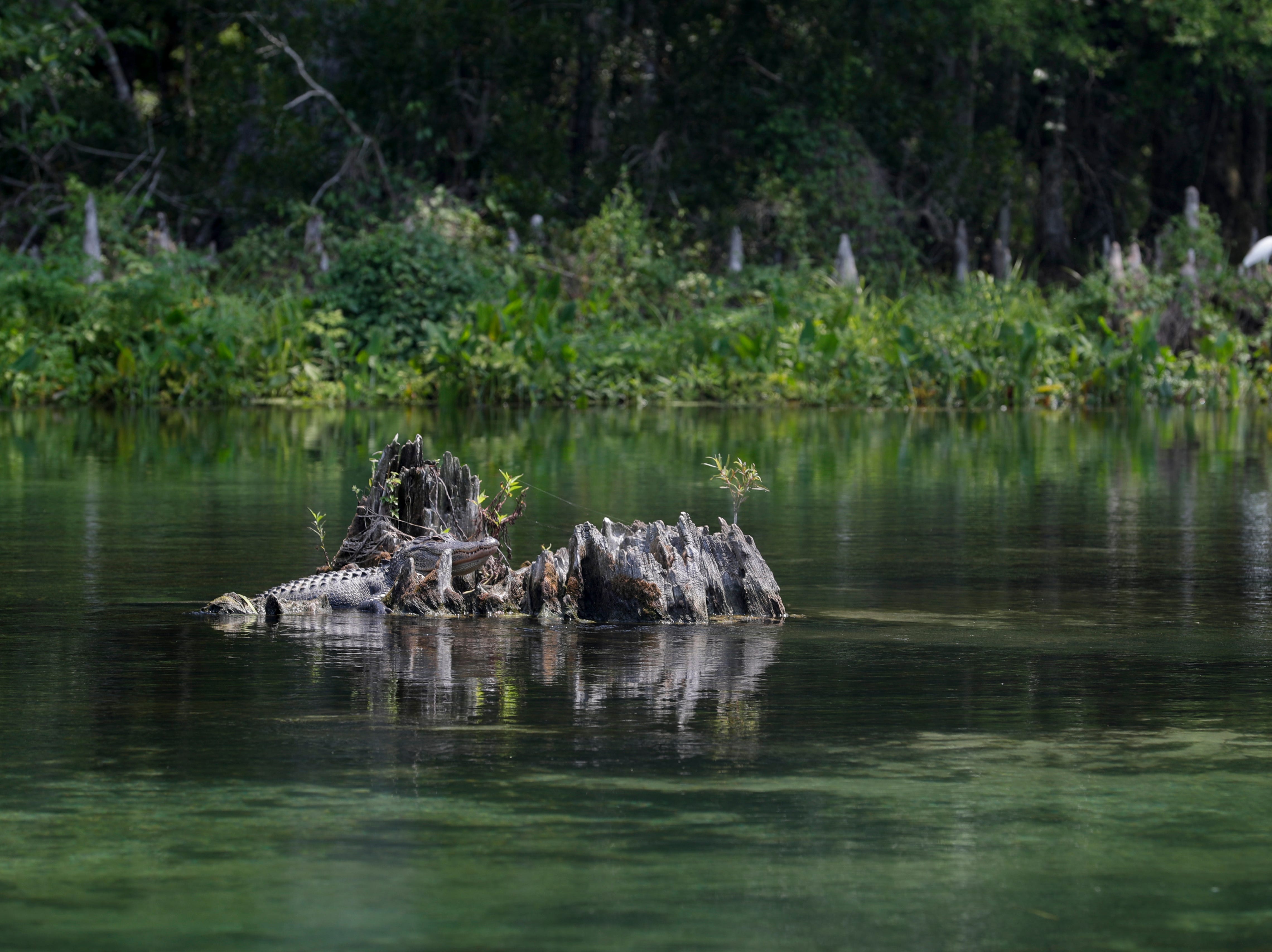 A young alligator rests of a tree stump in Wakulla Springs State Park. 
