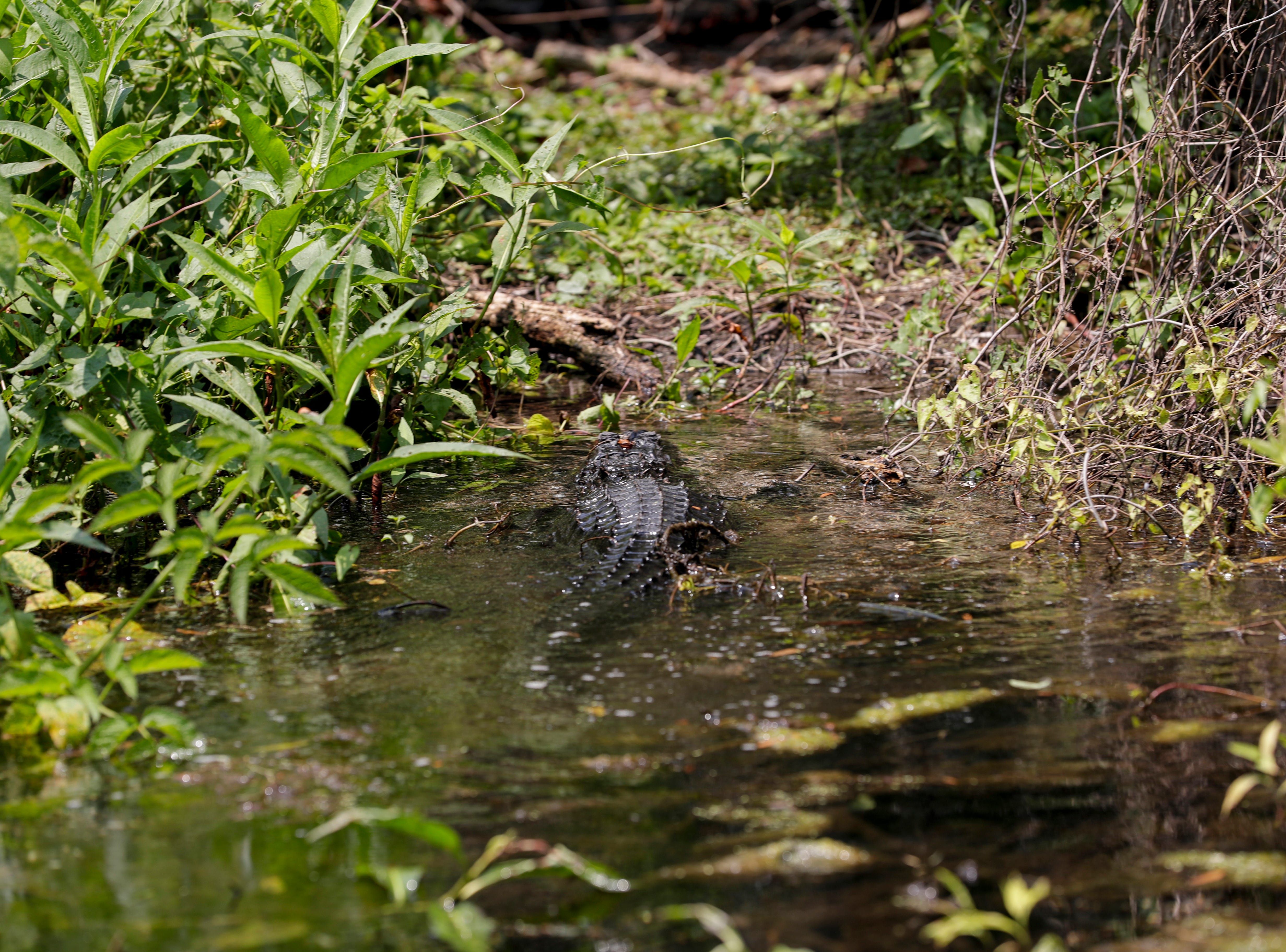 An alligator swims to shore at Wakulla Springs State Park. 