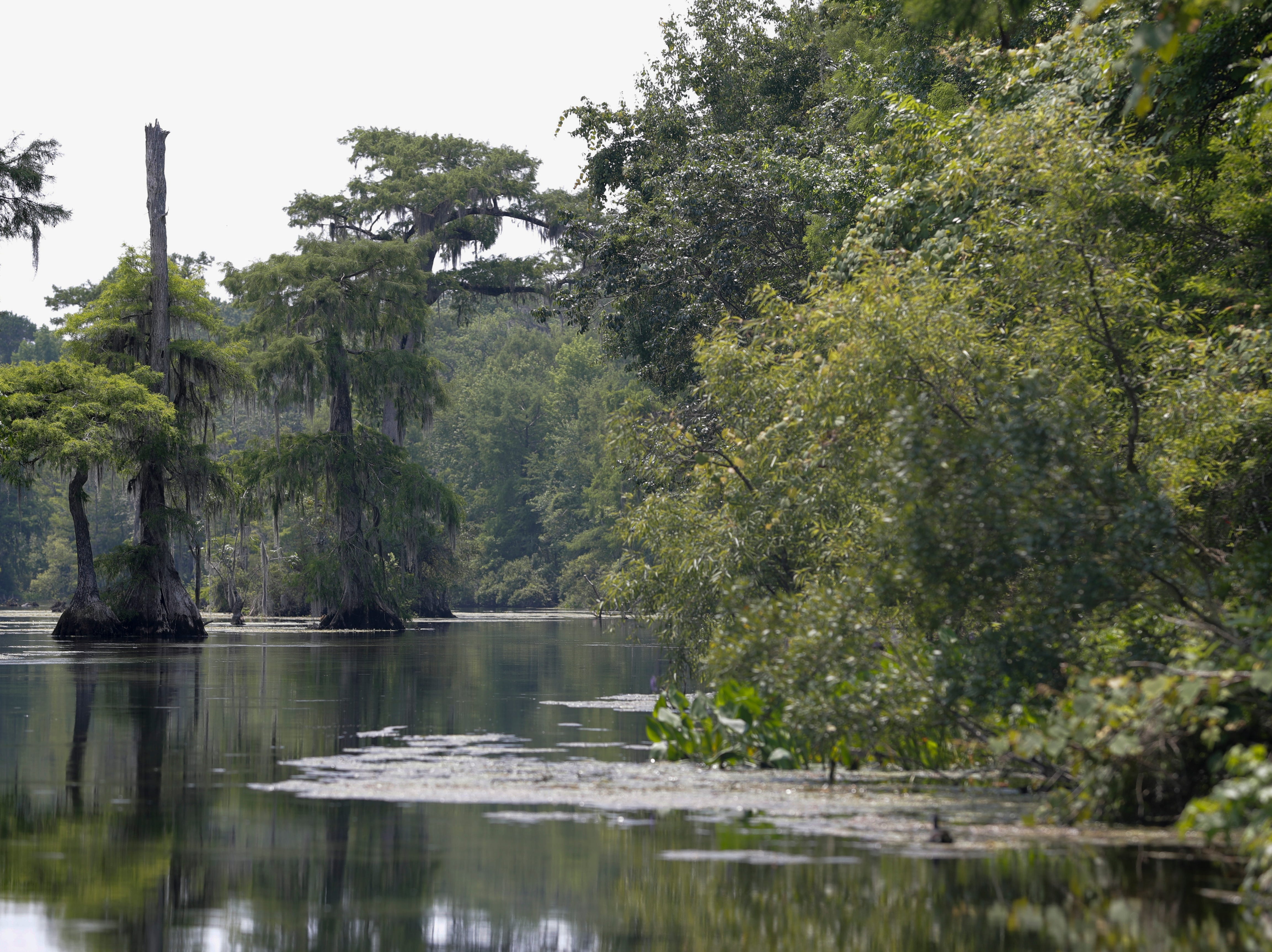 Wakulla Springs is the world's largest and deepest freshwater spring. It is surrounded by ancient cypress trees. A careful preservation of Florida's natural state, the state park is a popular destination for locals and tourists alike. 