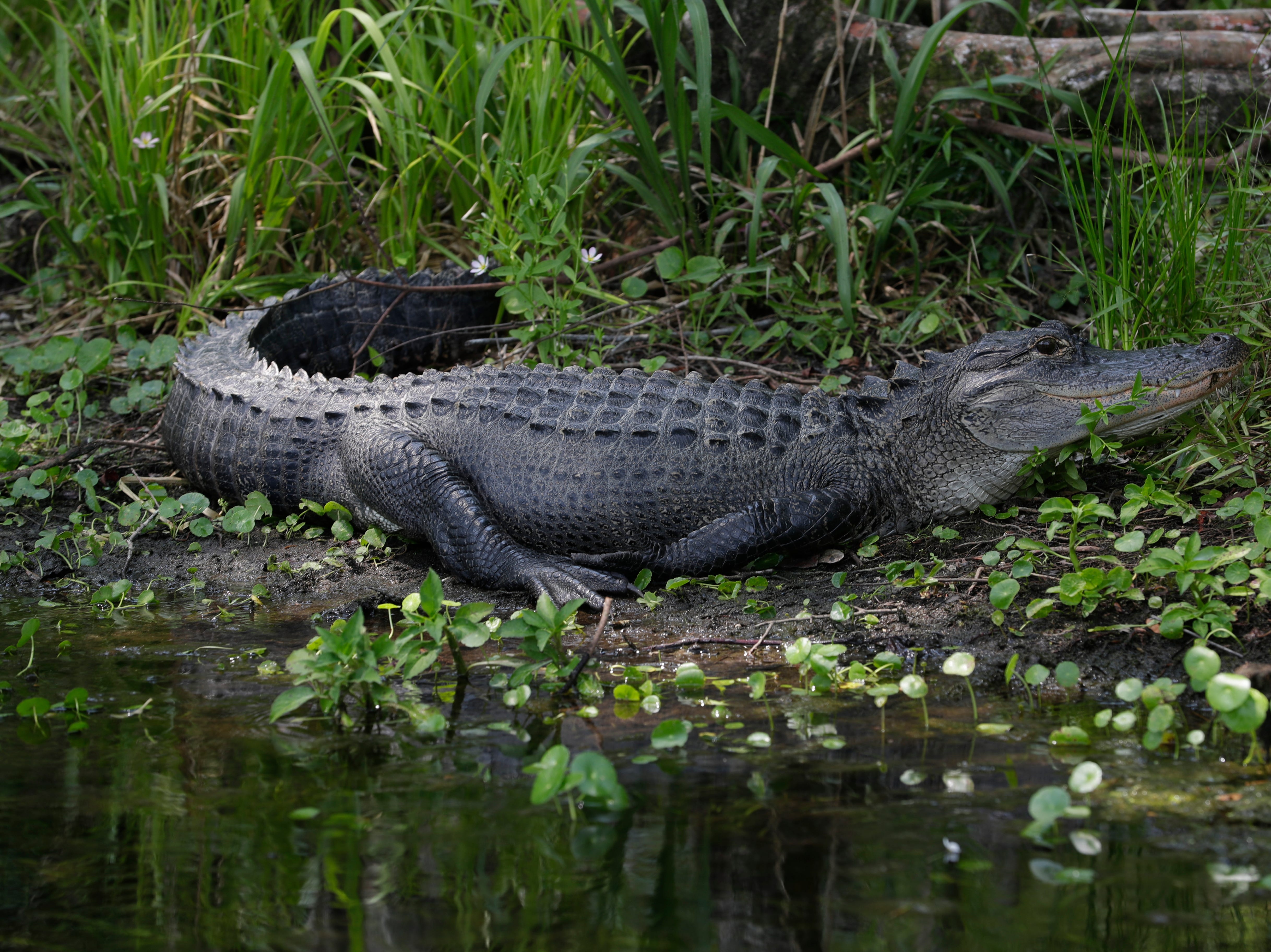 An alligator looks apprehensively at a passing boat filled with families on a historic boat tour of Wakulla Springs. 