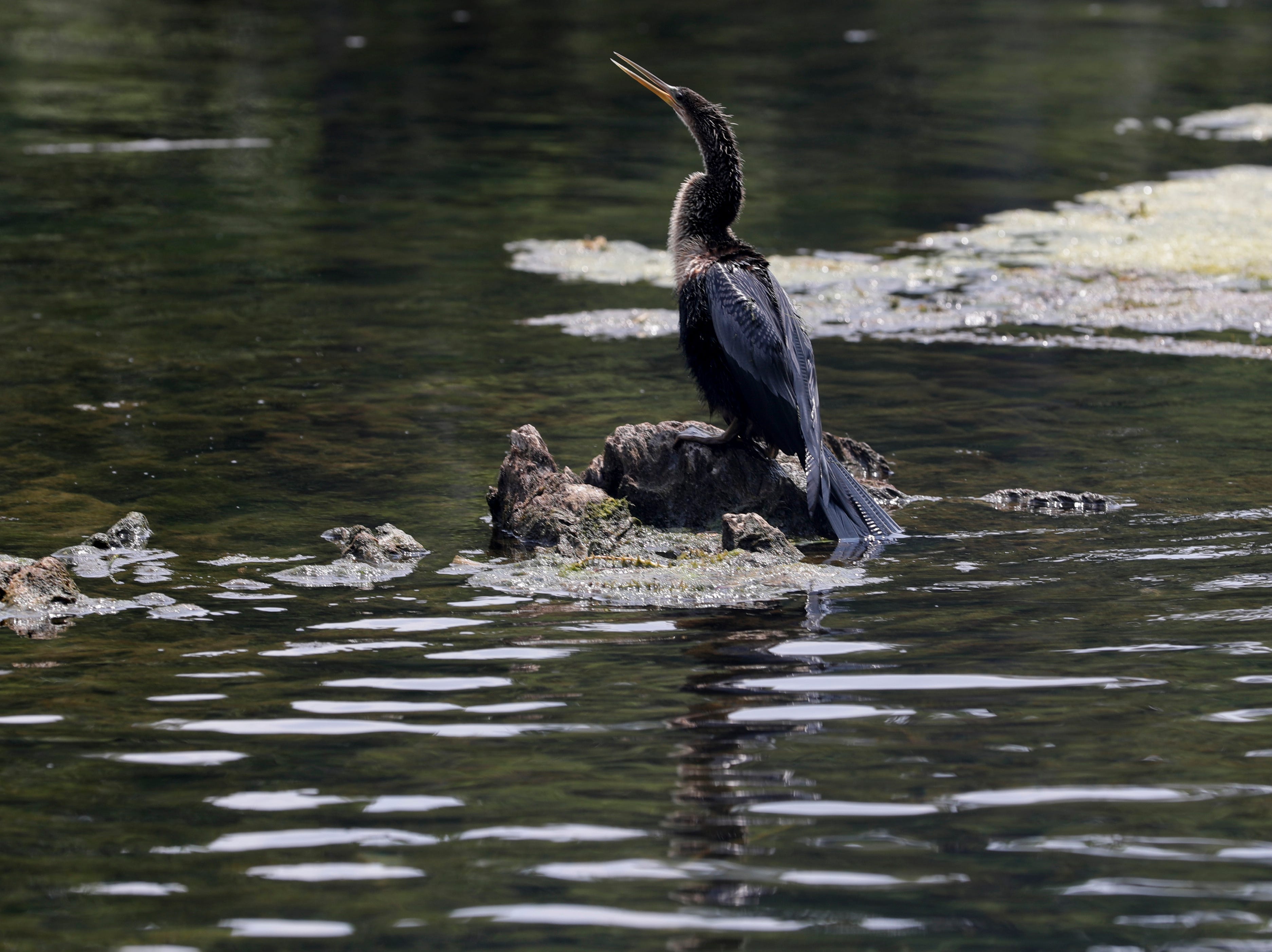 An anhinga dries off in the sun during a historic boat tour of Wakulla Springs. 