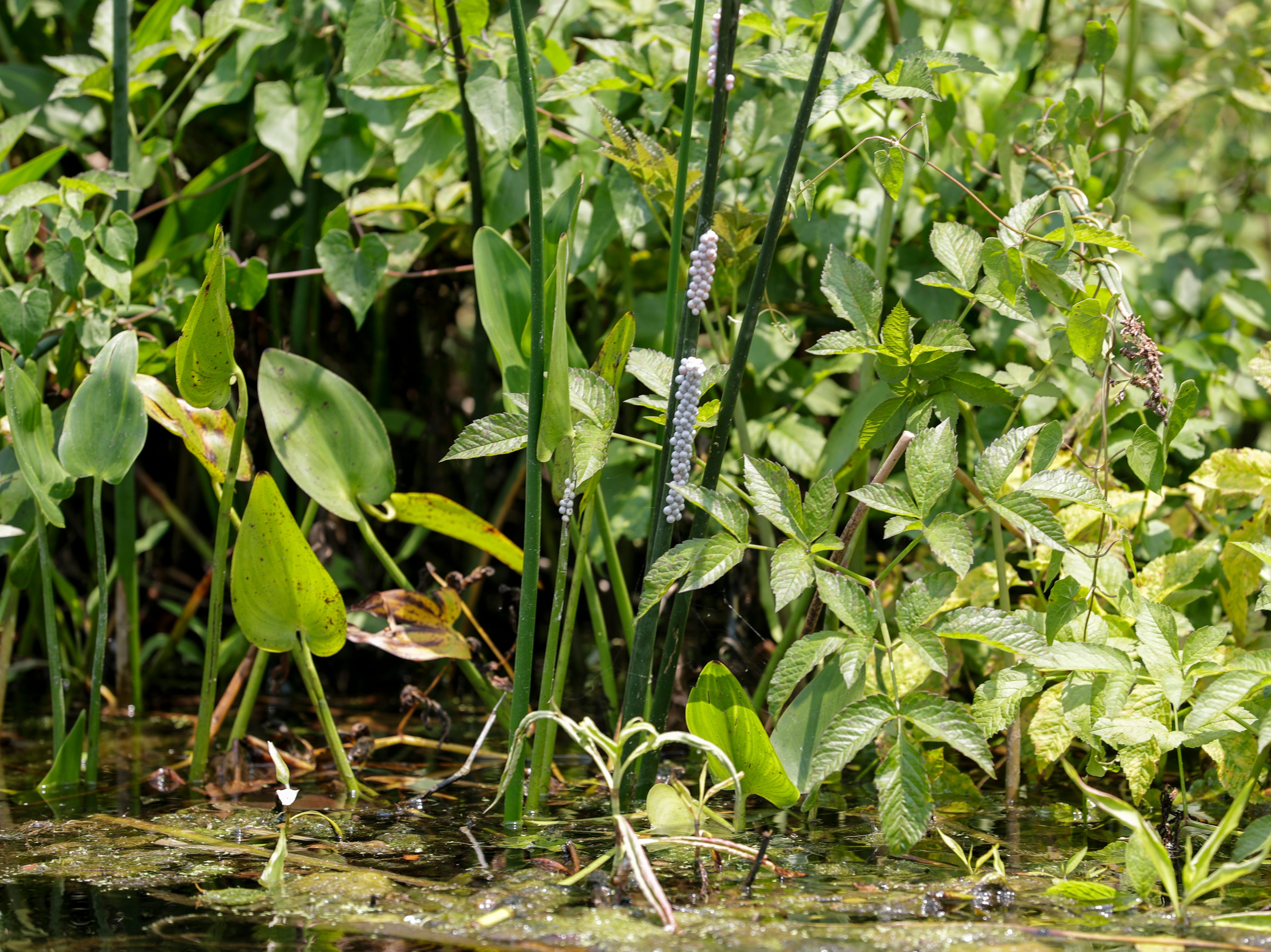 Apple snail eggs, laid on the branch of vegetation along the shores of Wakulla Springs, wait to hatch Monday, June 3, 2019. 