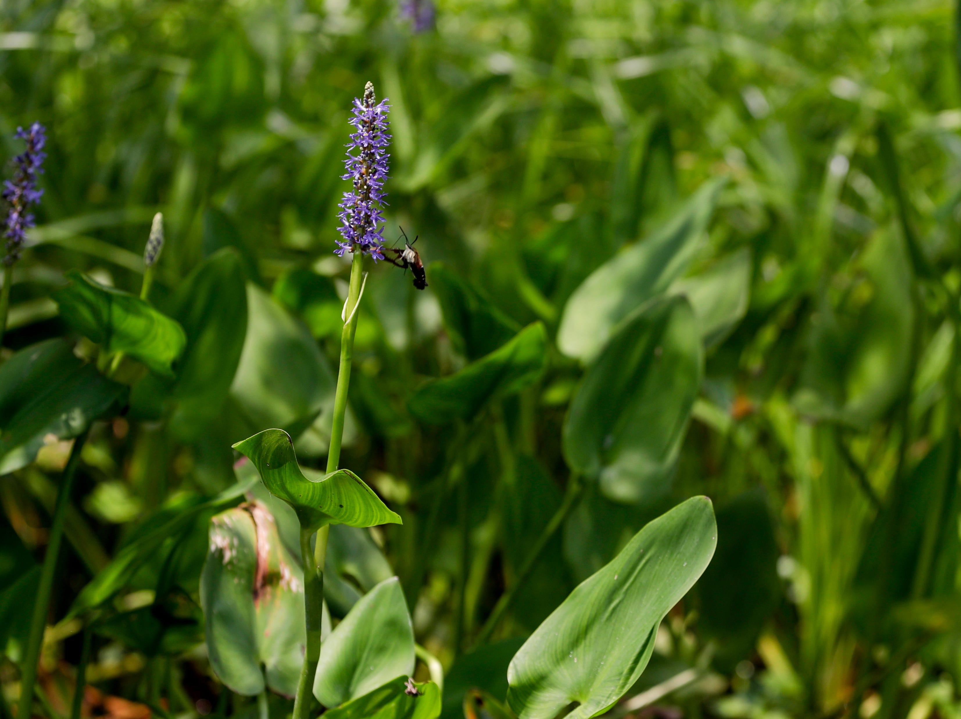 Many forms for vegetation grow along the shores of Wakulla Springs including the pickerel weed, a purple flower. 