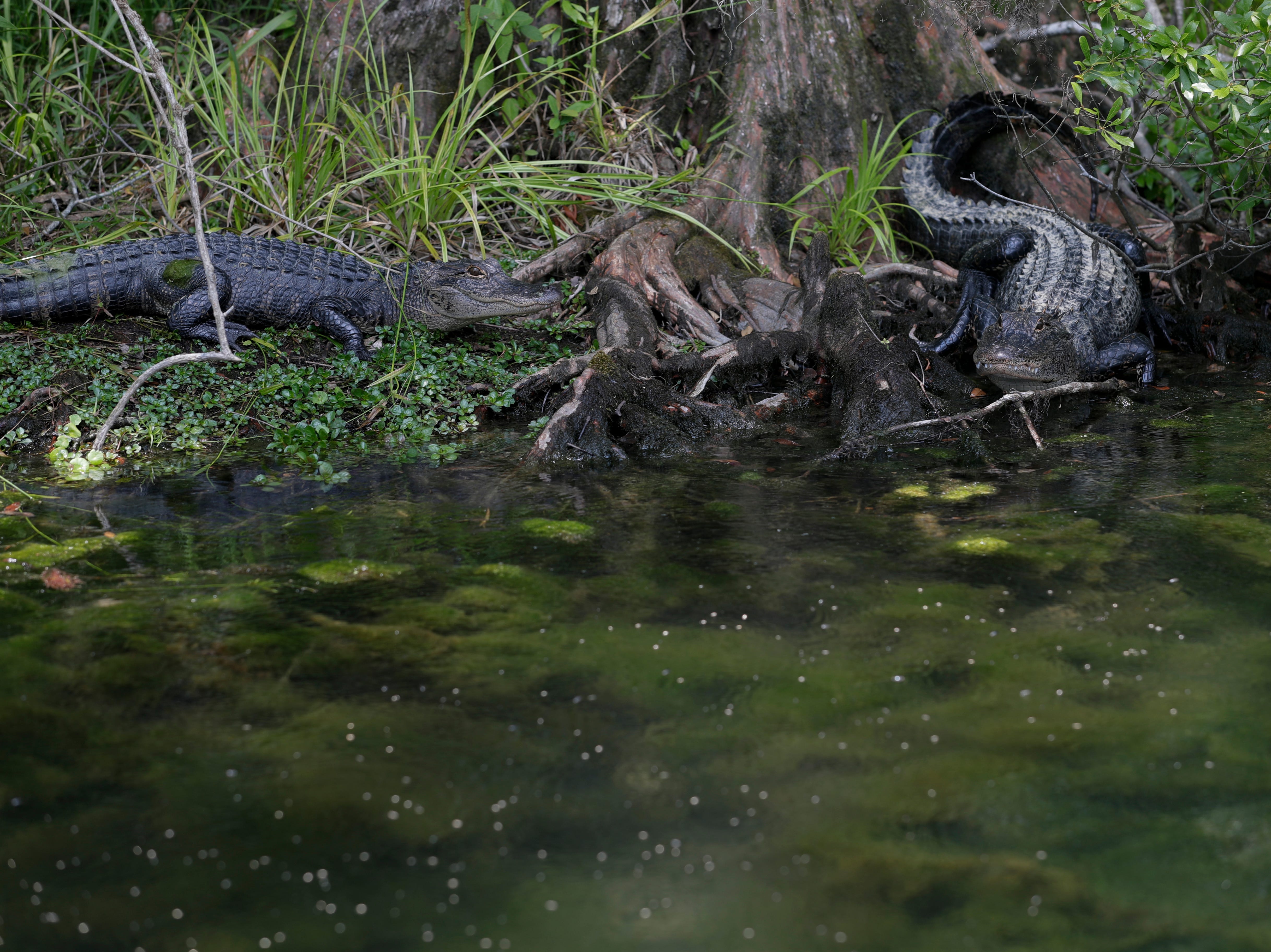 Two alligators hang out at the base of a tree along the shores of Wakulla Springs.