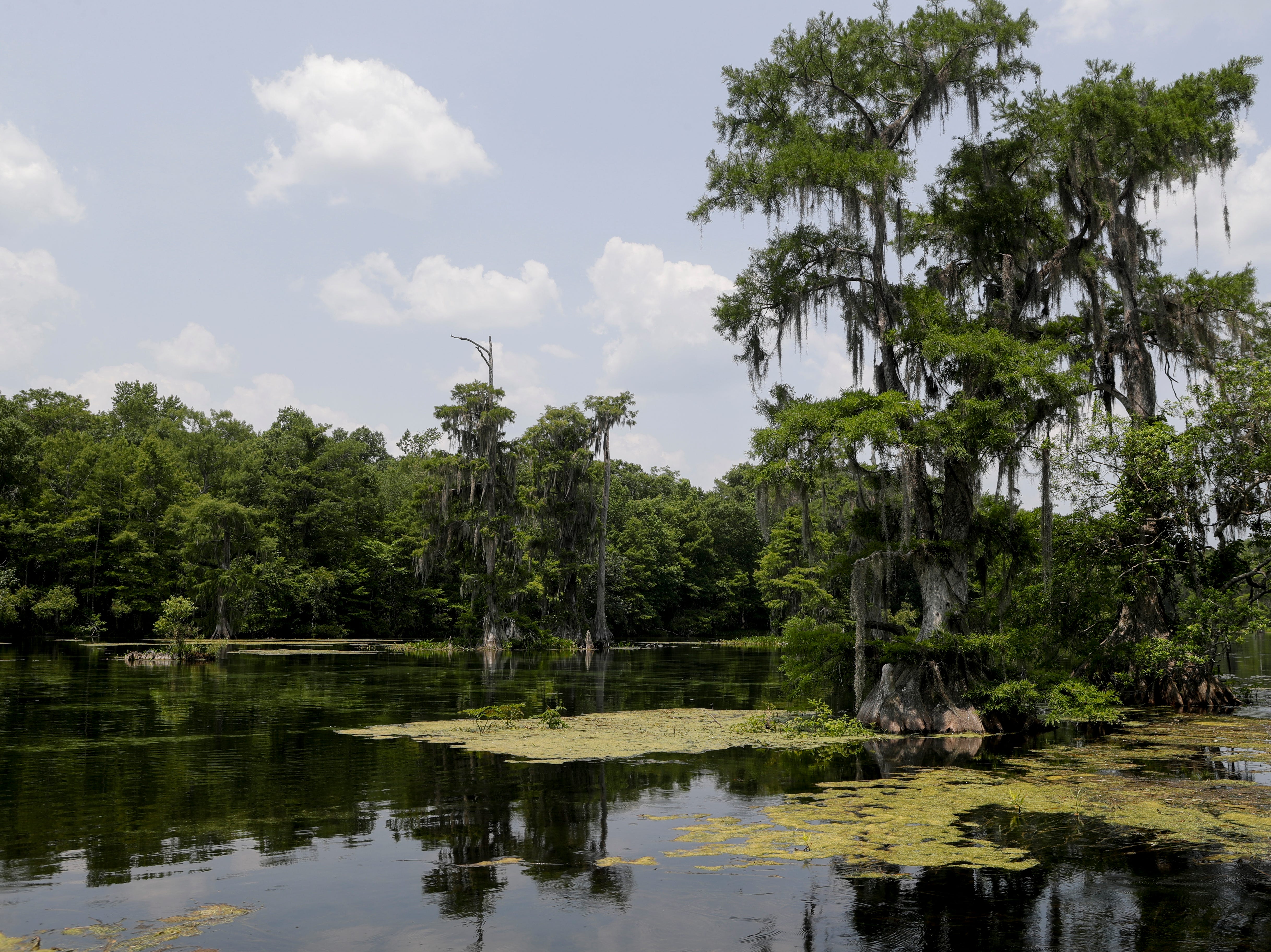 A careful preservation of Florida's natural state, Wakulla Springs State Park is a popular destination for locals and tourists alike. 