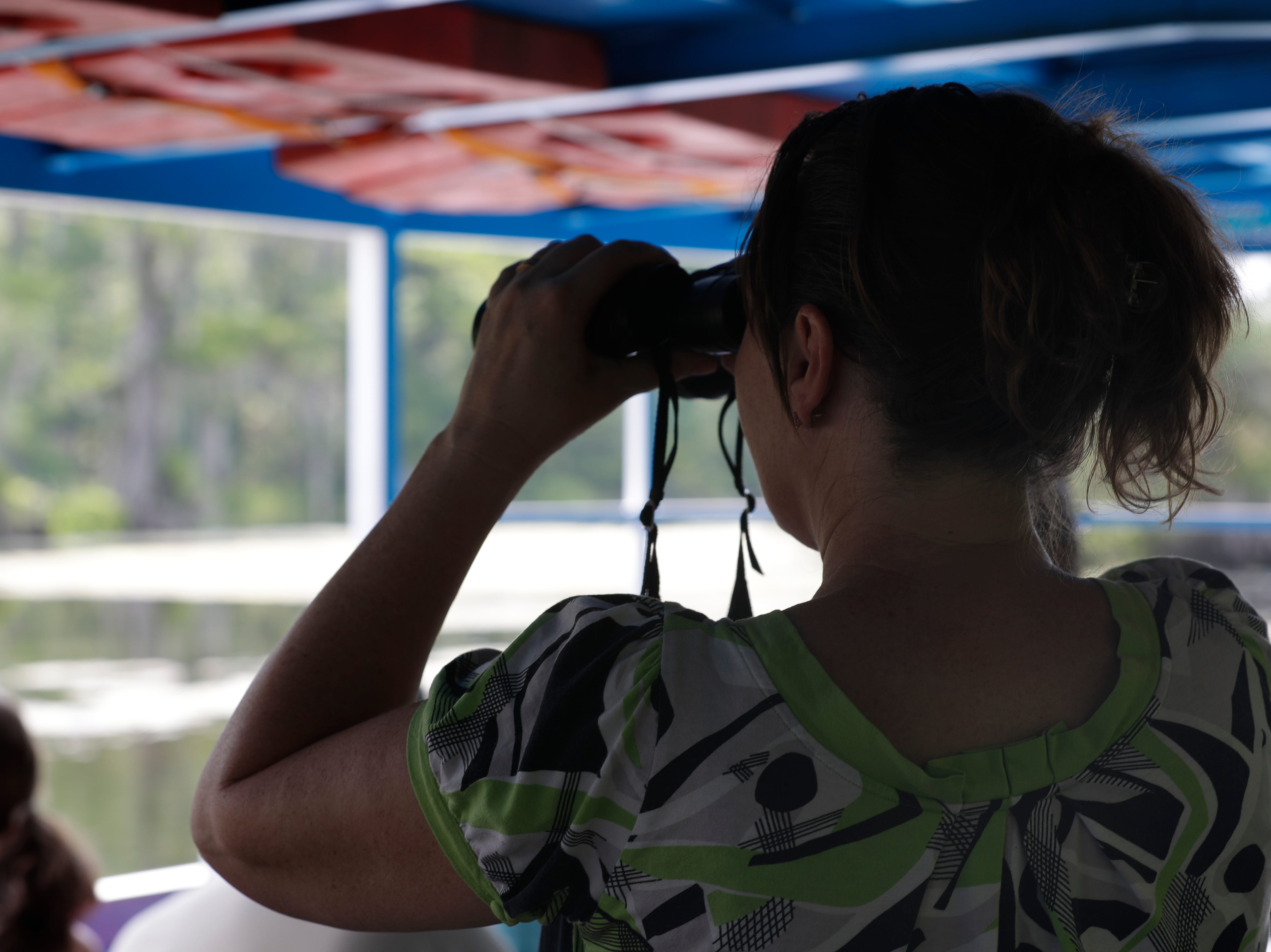 Wakulla Springs State Park historic boat tours provide an up close look at Florida's wildlife and nature. Alligators, manatees, birds, fish and turtles are frequently spotted along the way. 