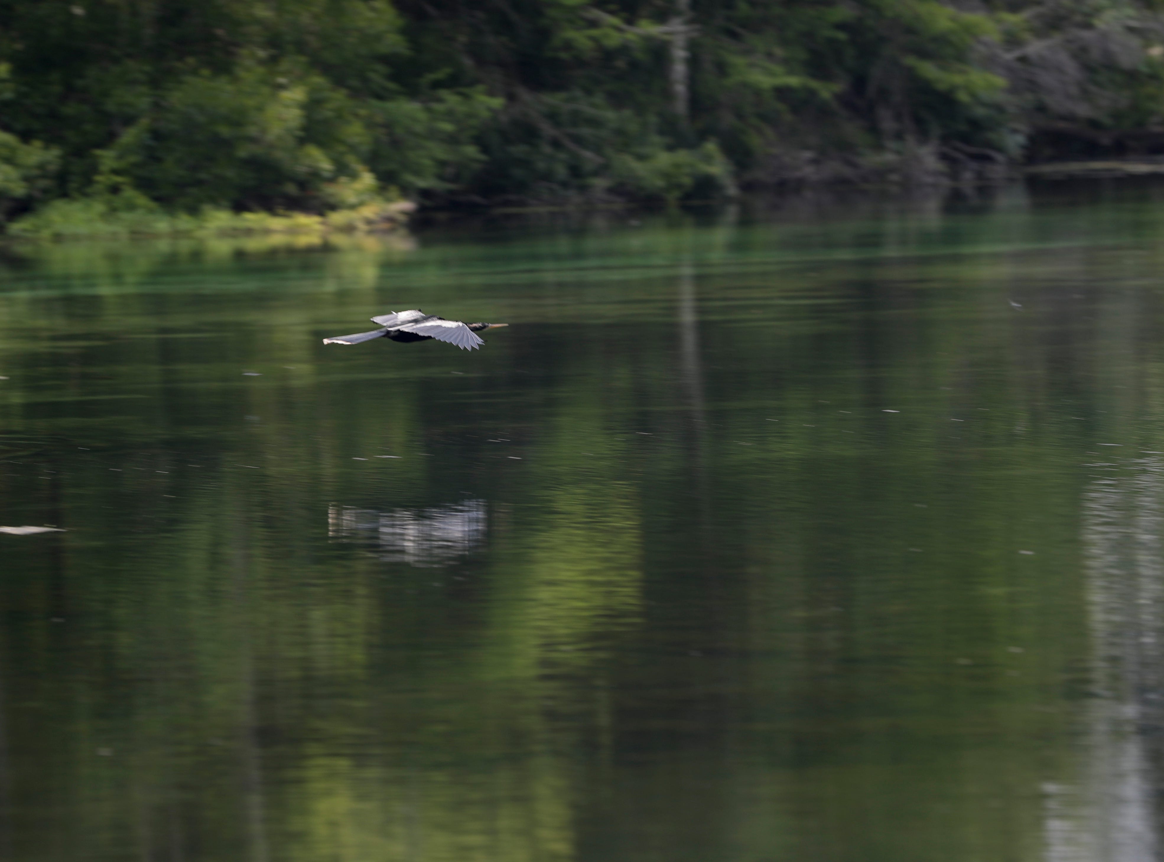 An anhinga takes flight at Wakulla Springs State Park. 