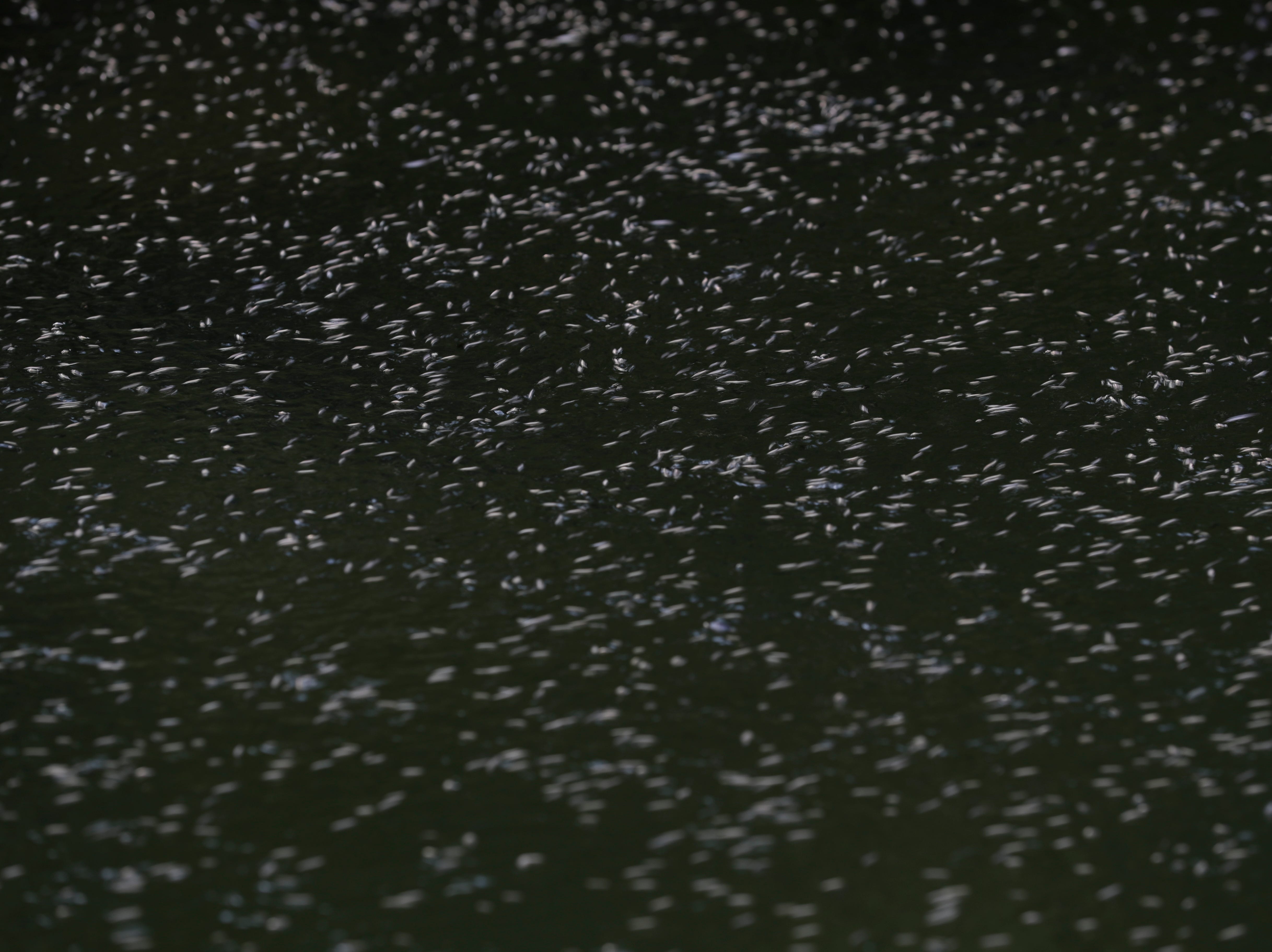 Bugs swim around on the surface of Wakulla Springs. 