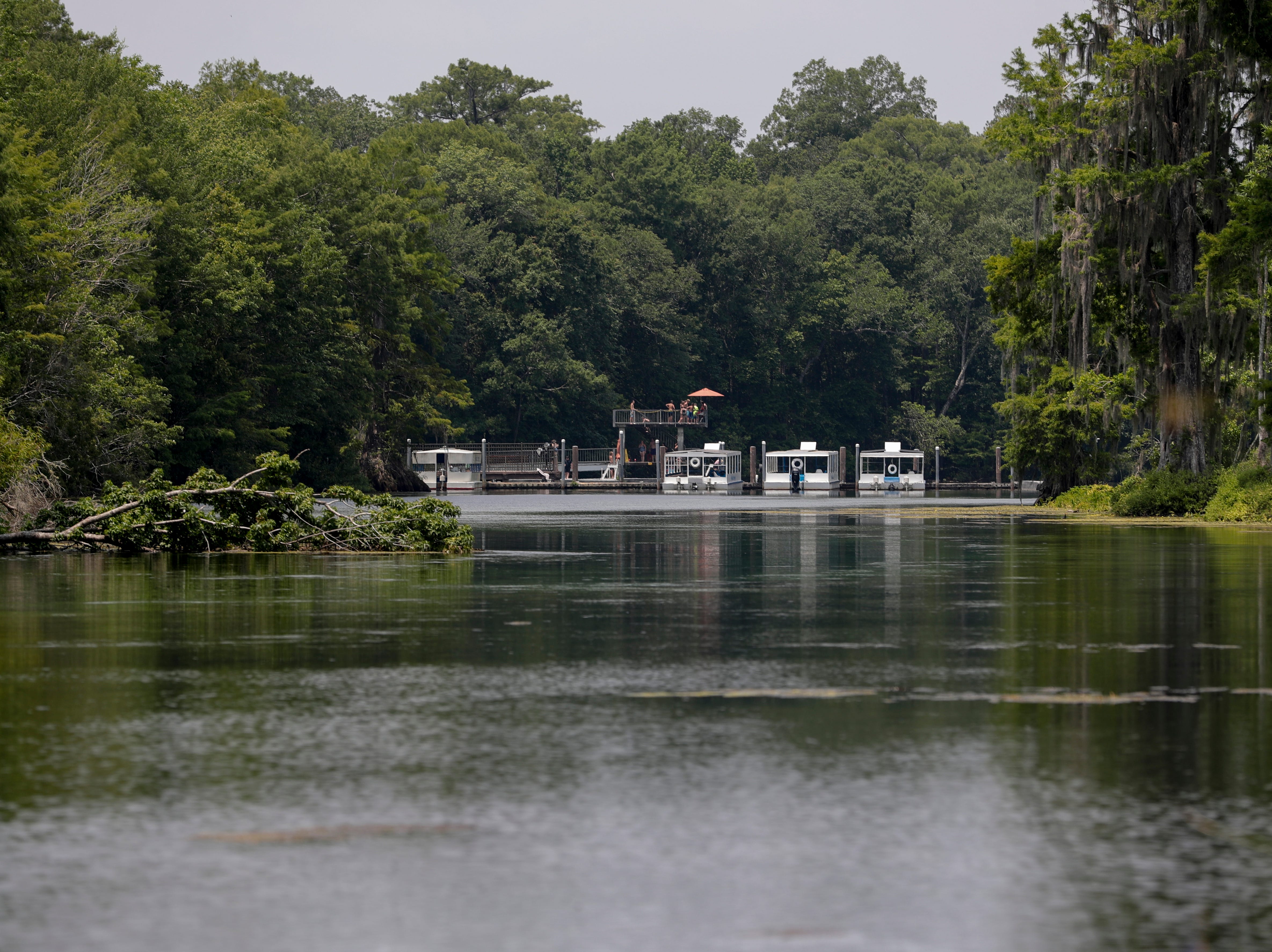 A careful preservation of Florida's natural state, Wakulla Springs State Park is a popular destination for locals and tourists alike. 
