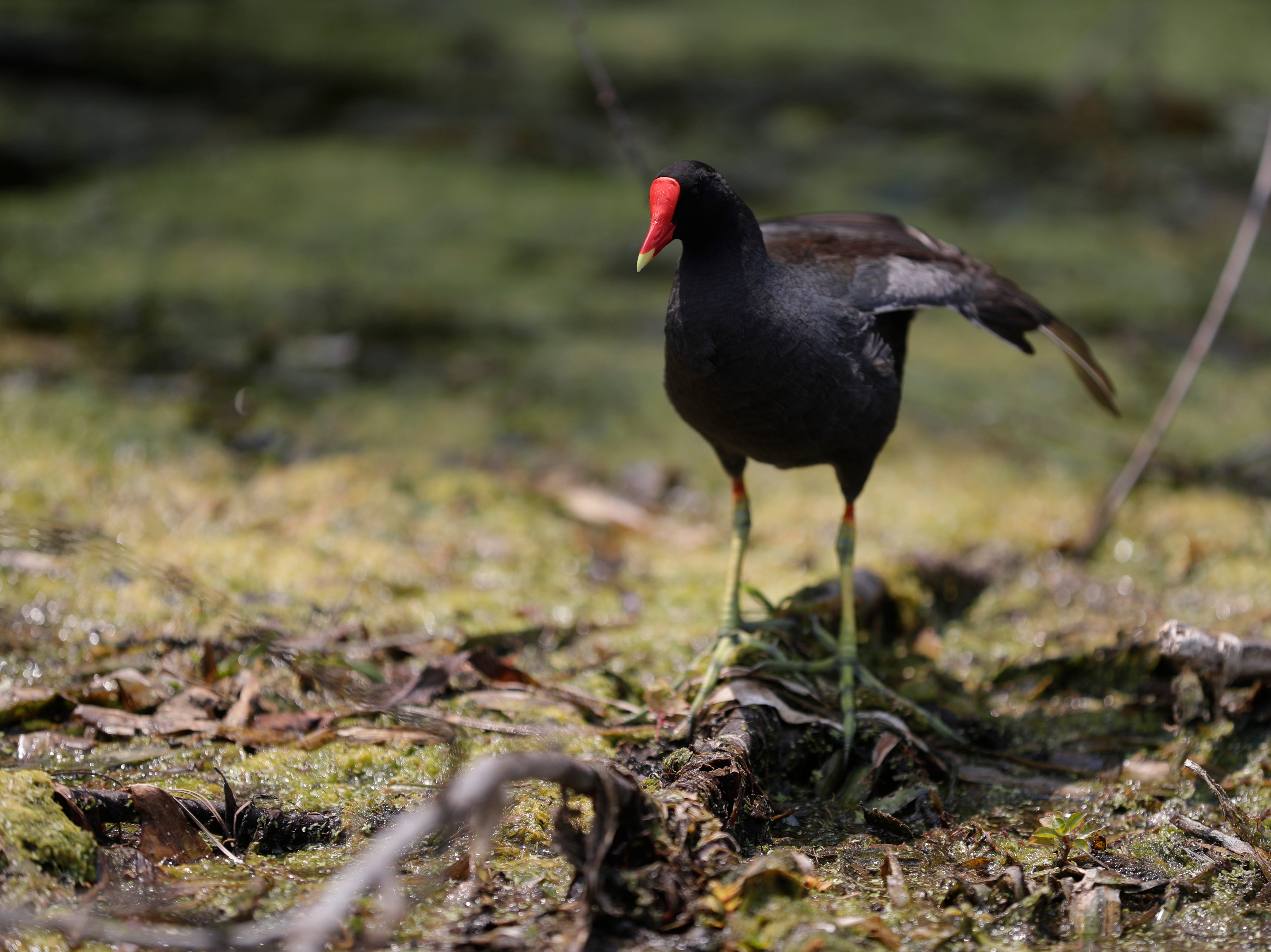 Common moorhen, also known as Gallinules, are frequently seen and heard at Wakulla Springs State Park. 