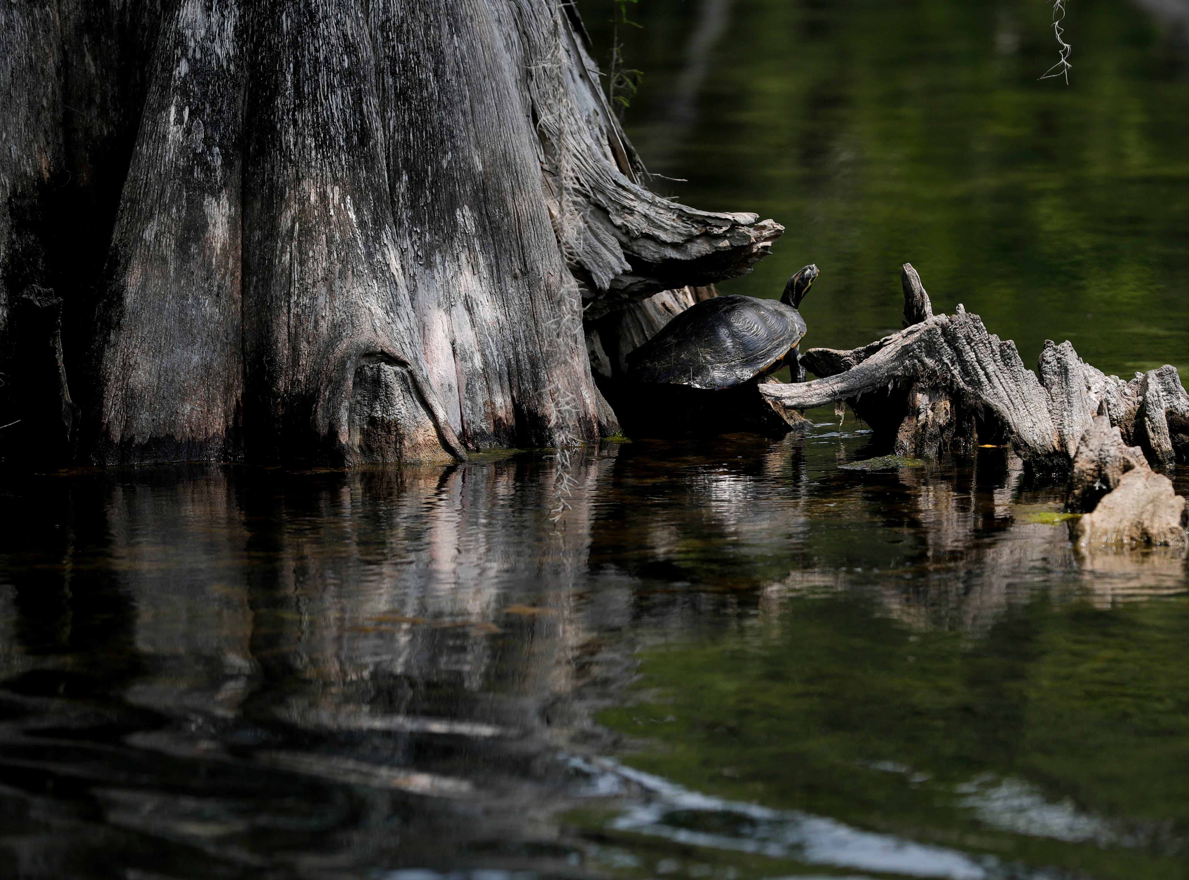 A turtle sticks its head out in a patch of sunlight at the foot of a tree along Wakulla Springs.