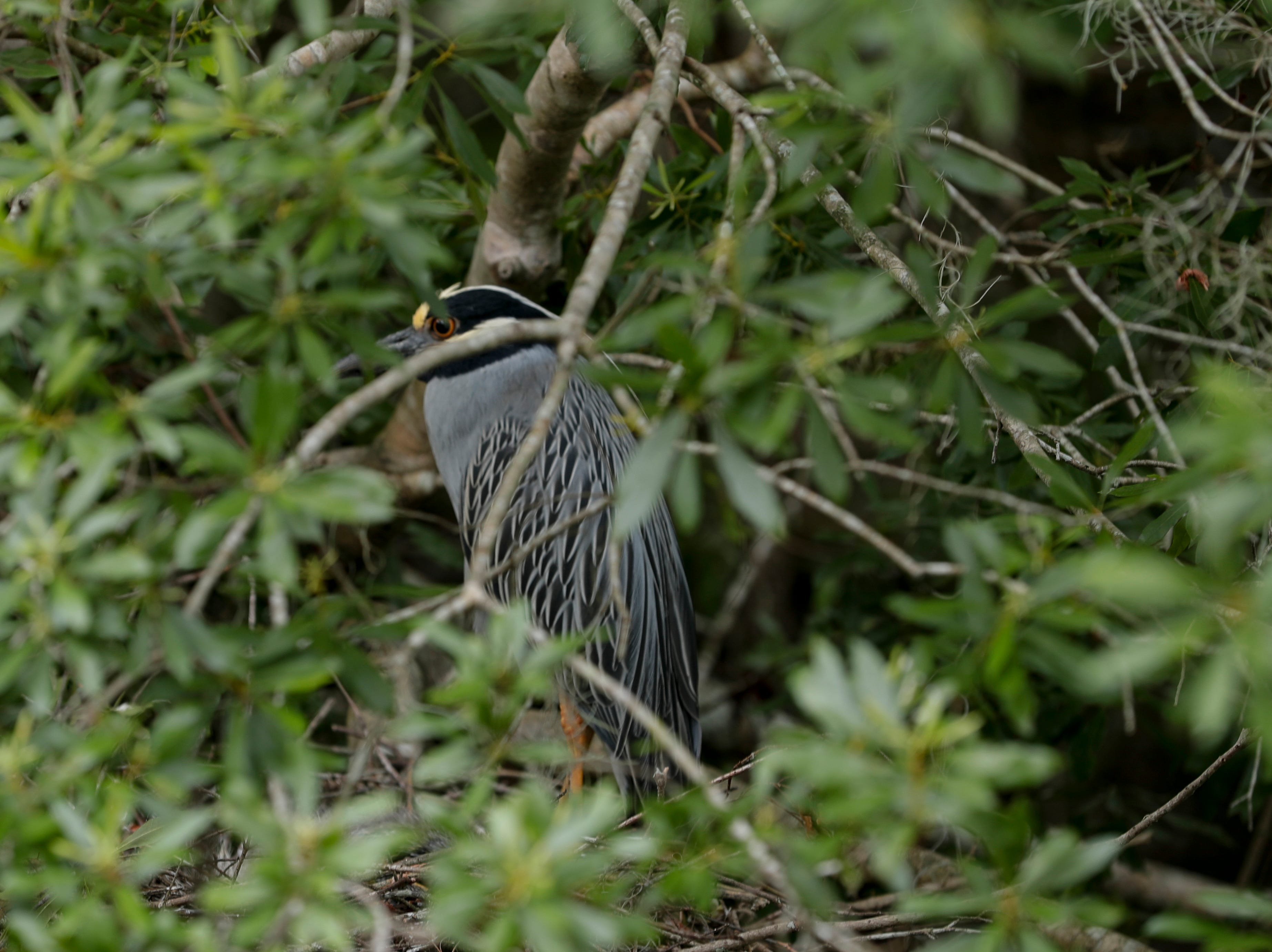 A yellow crowned night heron protects her nest in a tree as a boat tour passes by in Wakulla Springs State Park. 