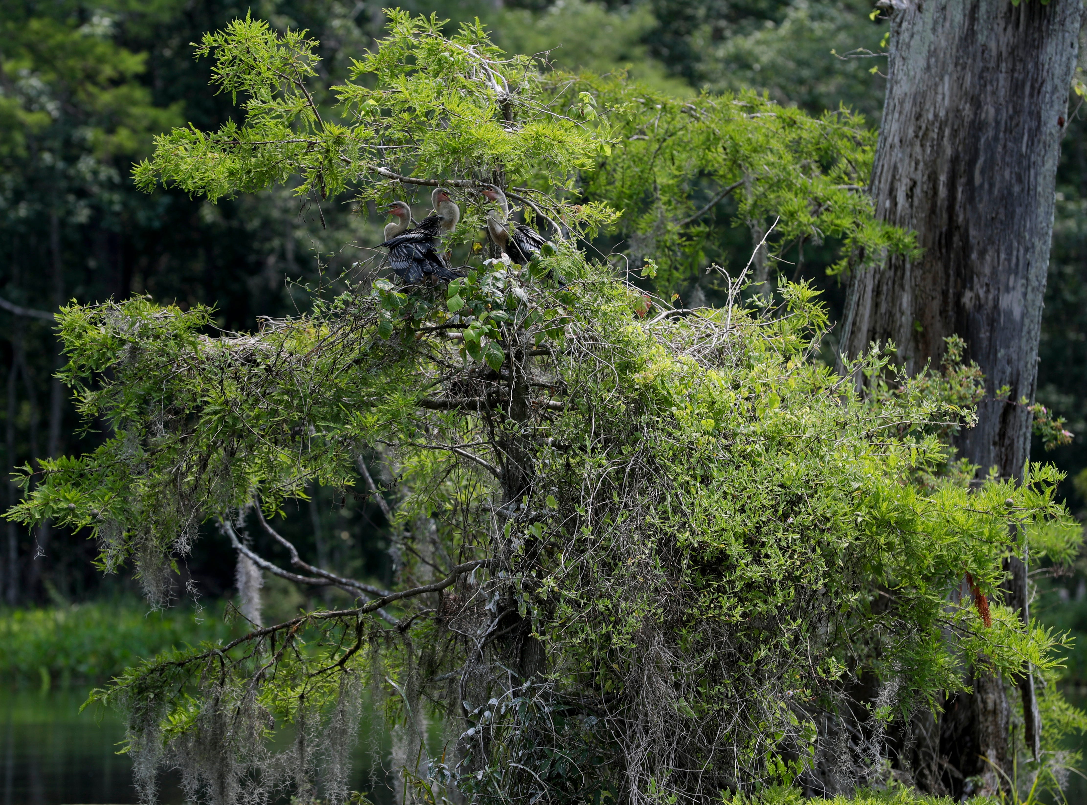 Young anhinga birds wait for their mother to return to the nest with their next meal in the middle of Wakulla Springs. 
