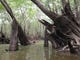 Cypress knees in Sutton's Lake, Apalachicola River.