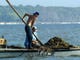 Drought, low flow from the Apalachicola River and post-spill harvesting have led to dangerously low oyster populations in Apalachicola Bay (2011).