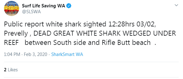 Just in: Second Great White shark found killed and wedged under reef at Margaret River! – BeachGrit
