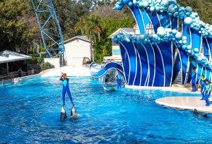 SeaWorld to End ‘Dolphin Surfing’ Trainer Tricks at All Parks – msnNOW