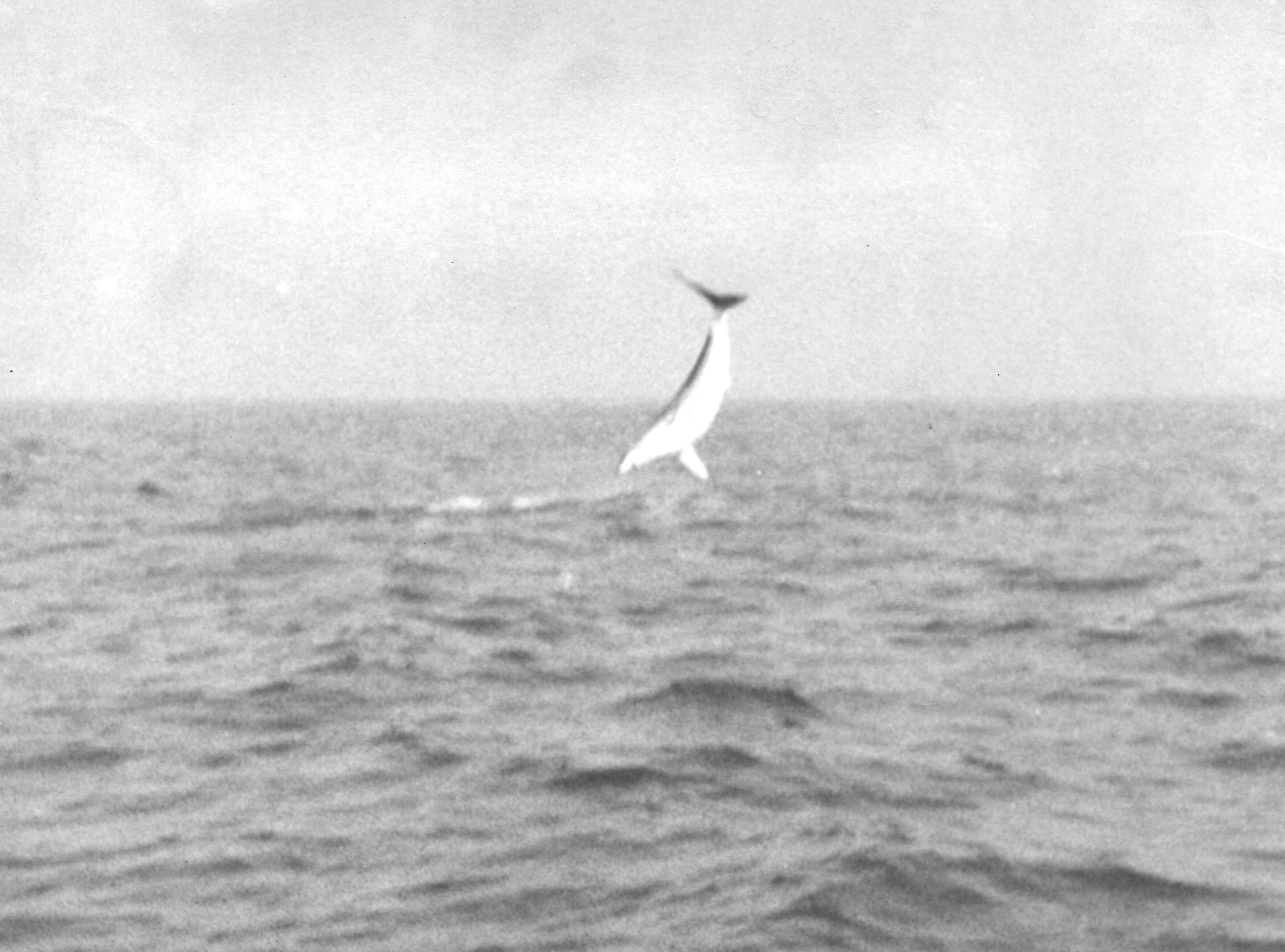 (OCT. 21, 1979) The relentless fight and aerial acrobatics of a big mako shark are the highlights of a shark angler's season. This giant was photographed during the battle on Capt. Pat McCarthy's (formerly of Holmdel Township) Valjean II out of Hampton's Bays, Long Island. The shark is almost 10 feet out of the water in this photo.