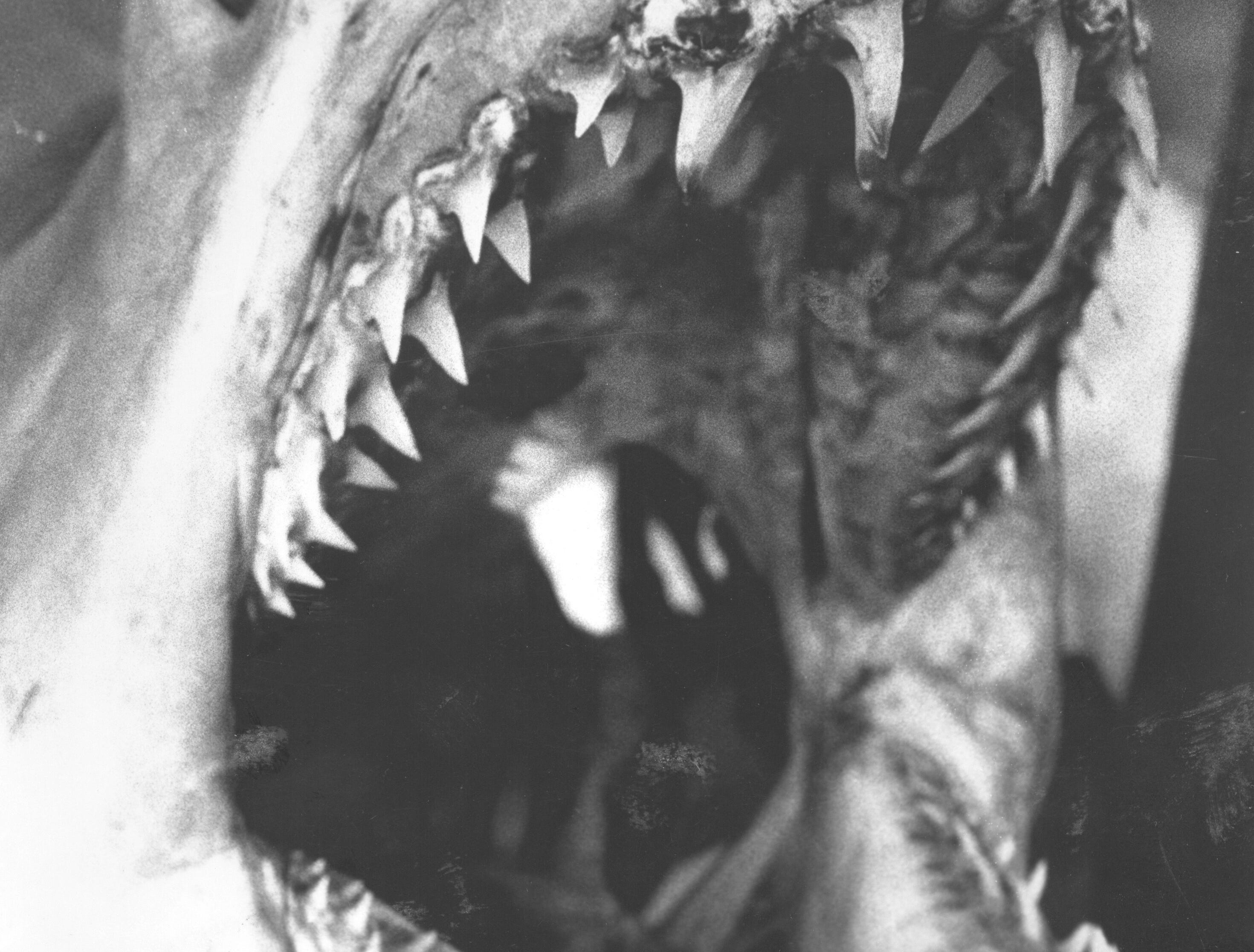 (JUNE 5, 1981) Shark anglers will be looking for Jaws this weekend with the opening of the 8th Annual Mako Shark Tournament (1981), sponsored by Hoffman's Anchorage, located in Brielle.