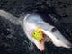 A mako shark next to the Taylor Jean before being released.