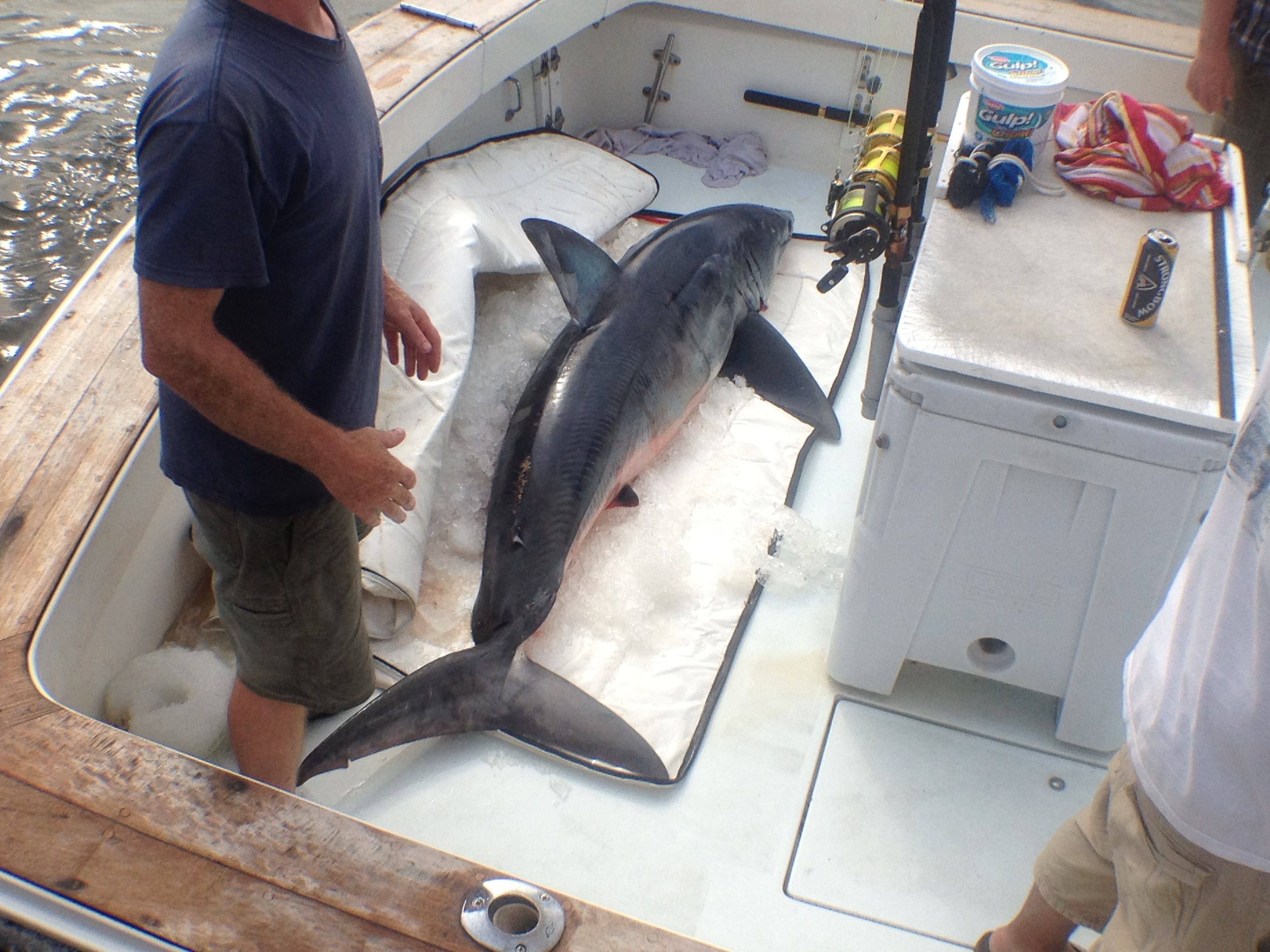 A mako shark comes to the scale at Clarks Landing in Point Pleasant during Mako Mania 2012.