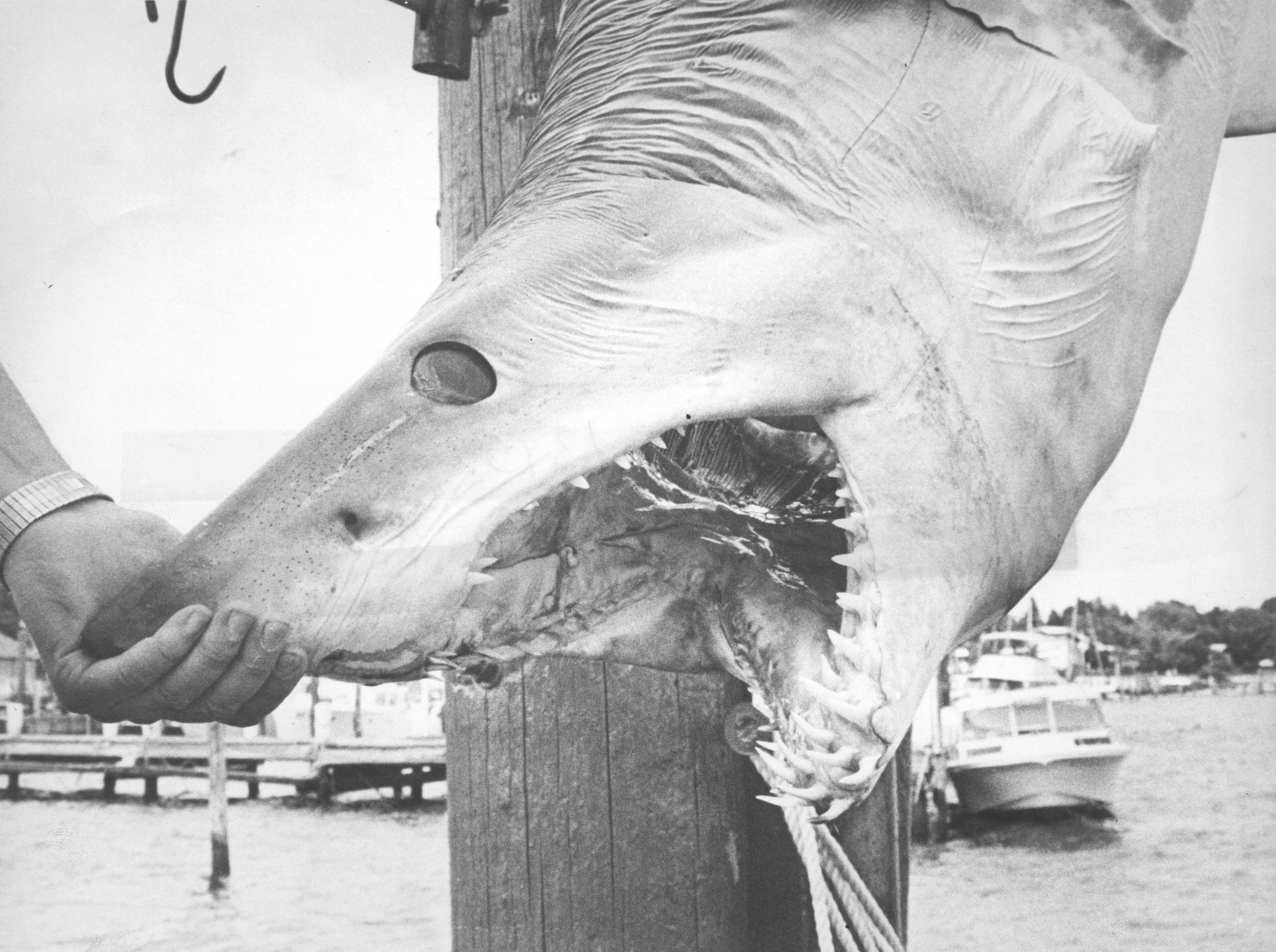 (JULY 15, 1979) Had Frank and Maryann Janusz of Rahway paid the $75 entry fee and registered in the Jersey Coast Shark Anglers mako shark tournament out of Hoffman's Anchorage in Brielle, they would have won the top prize of nearly $1,000 for having hooked this mean-looking giant. It weighed 362 pounds, nearly 30 pounds more than the tournament's big winner, and was caught about 30 miles off Manasquan during the shark-fishing contest that drew 114 registered boats.
