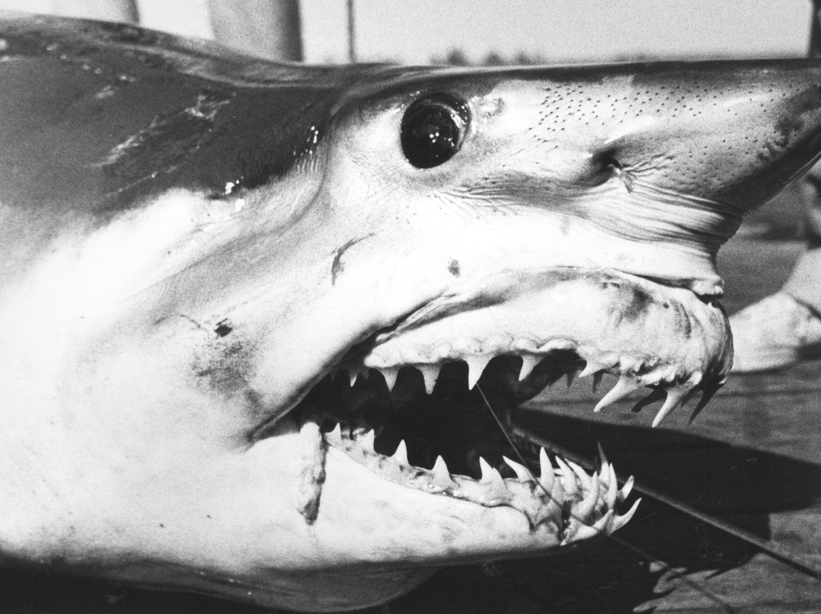 (OCT. 9, 1981) This 344-pound mako shark is the prized catch of Craig Raab of Sayreville.