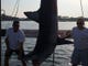 Captains Kevin Gerrity (left) and Dave Bender of the Jenny Lee charter boat in Brielle stand at Hoffman'a Marina with the 926-pound mako shark caught on the boat July 22, 2017.