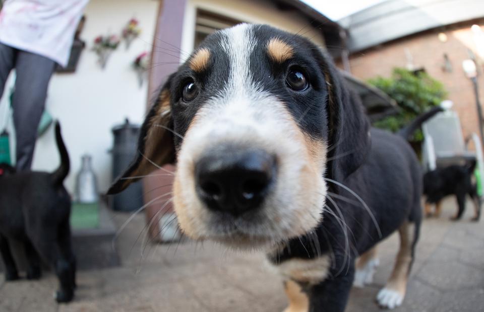 13 puppies keep dog owners on their toes in one go