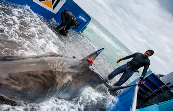 Top Secret: A new ocean denim that appears to protect wearer from amputation by Great White Shark! – BeachGrit