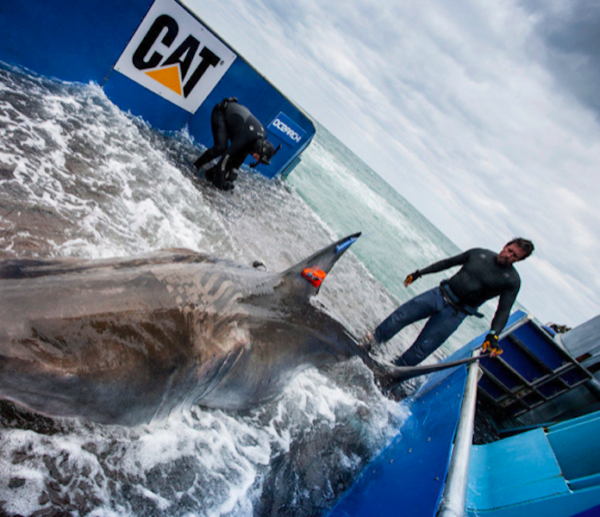 Top Secret: A new ocean denim that appears to protect wearer from amputation by Great White Shark! – BeachGrit